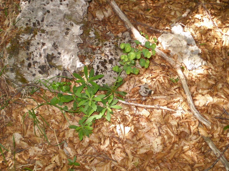 Euphorbia amygdaloides